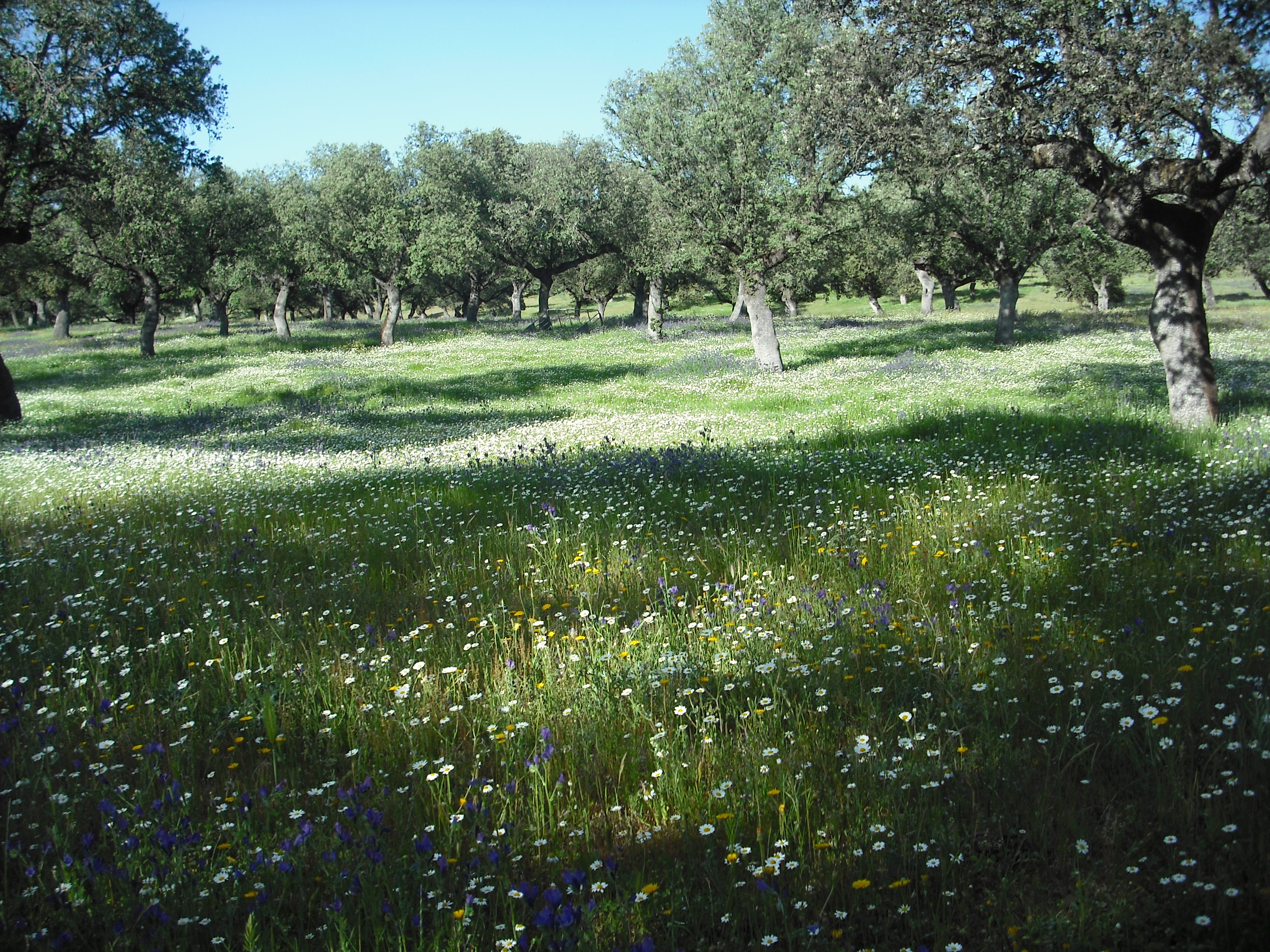 flores